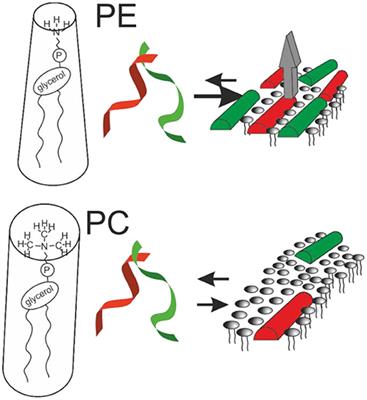 Revealing the Mechanisms of Synergistic Action of Two Magainin Antimicrobial Peptides